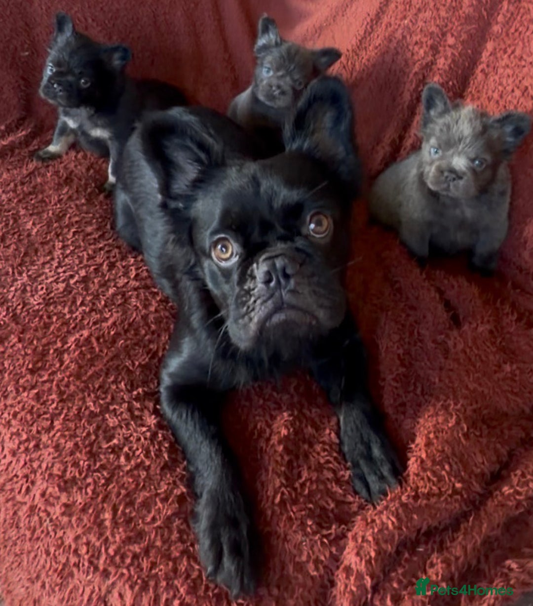 French Bulldog dogs for sale: Fluffy French Bulldog - Advert 9