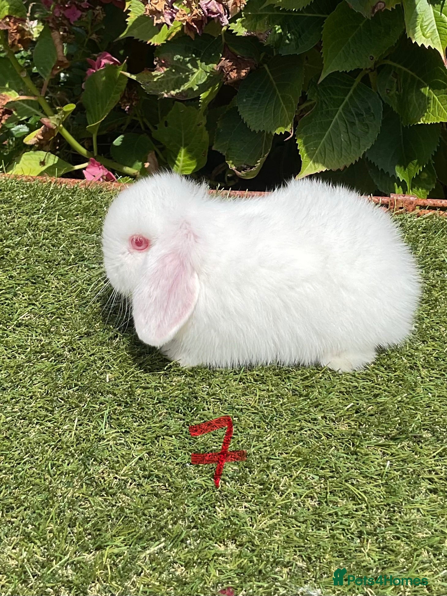 Mini Lop rabbits Pure bred mini lops .3 females available. - Advert 2