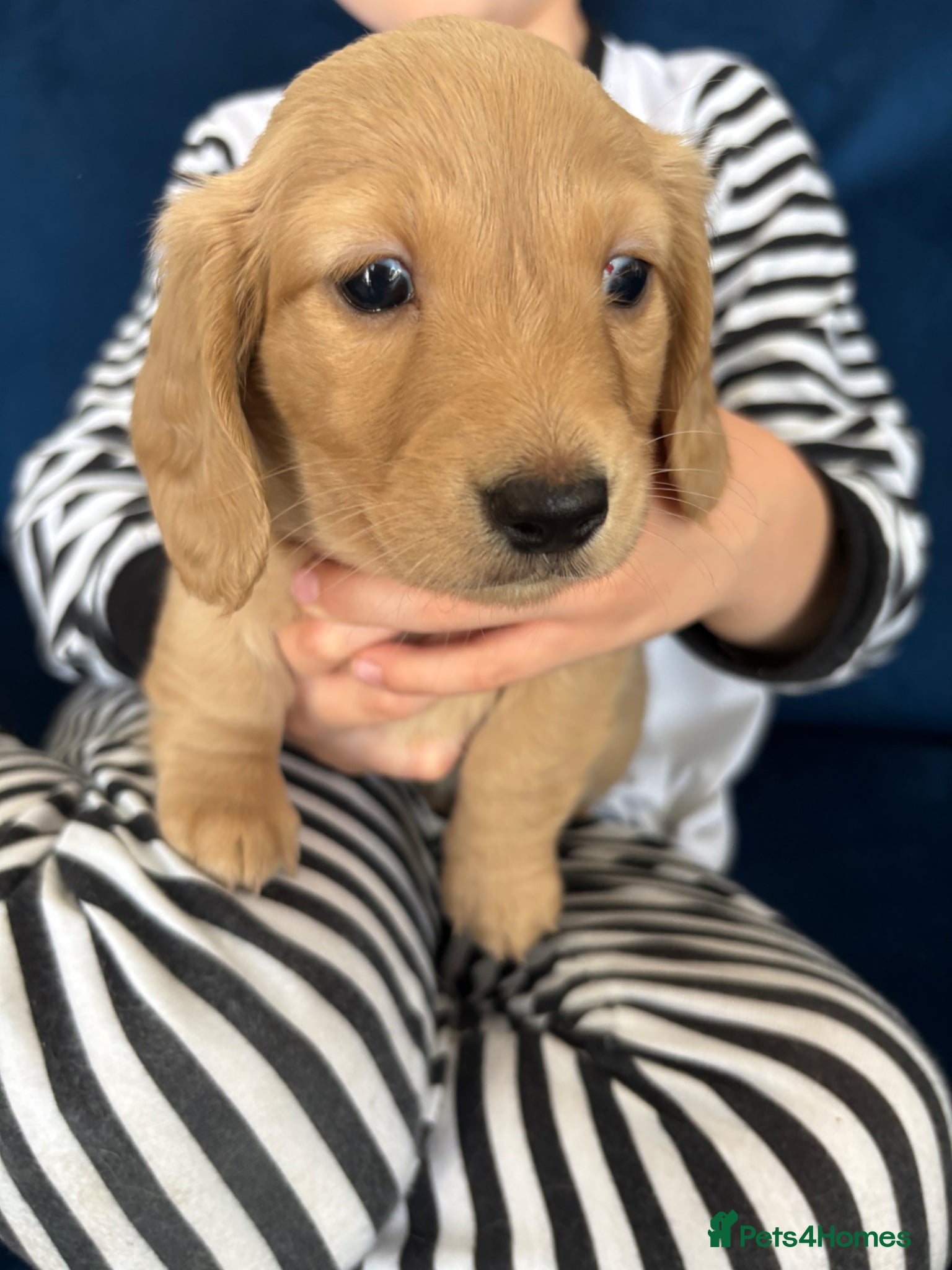 Miniature Dachshund dogs Pure cream mini long haired dachshund pups - Advert 1