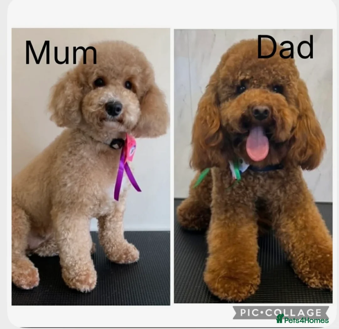 Maltipoo dogs for sale: Maltipoo Puppies  in Swadlincote - Advert 6