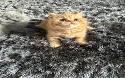 British Shorthair cats for sale: GCCF registered British longhairs and Shorthairs - Image 14