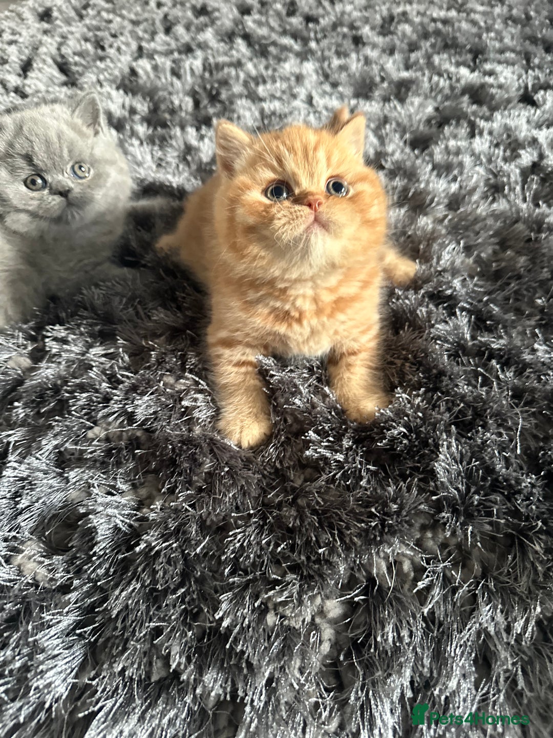 British Shorthair cats for sale: GCCF registered British longhairs and Shorthairs - Image 14