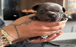 French Bulldog dogs for sale: French bull dog puppies  - Image 10