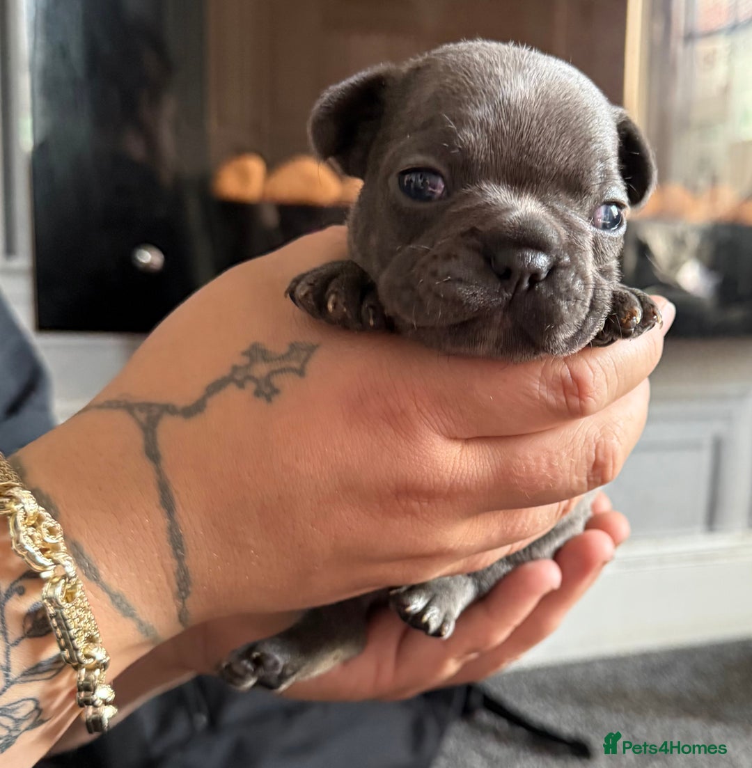 French Bulldog dogs for sale: French bull dog puppies  - Image 10