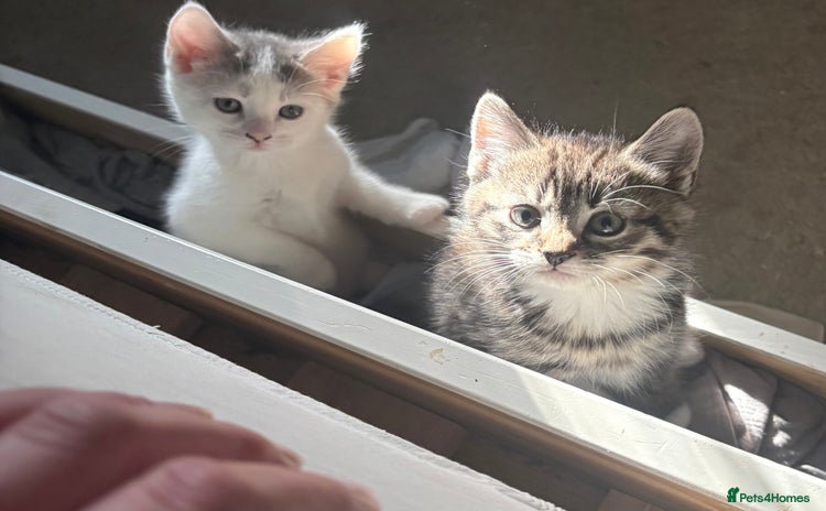 Mixed Breed cats - Advert 13