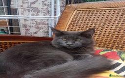 Maine Coon cats for sale: Maine coon purebred pedigre xl in Barnsley - Image 18