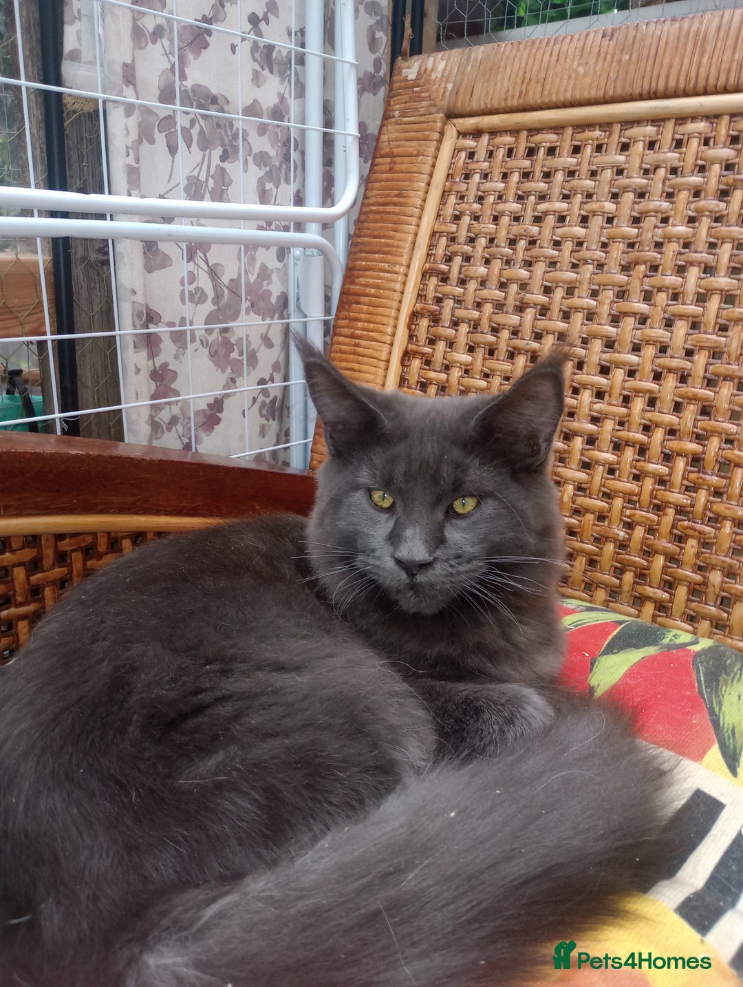 Maine Coon cats for sale: Maine coon purebred pedigre xl in Barnsley - Image 18