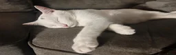Mixed Breed cats for sale: 2 white kittens, one male & one female. in Burton-on-Trent - Advert 3