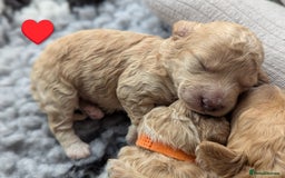 Poochon dogs for sale: 🐾 Adorable F1b Poochon Puppies - Ready November🐾 - Image 35