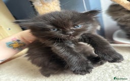 Perdoll cats for sale: Luxury Perdoll Kittens Available To Reserve  - Image 4