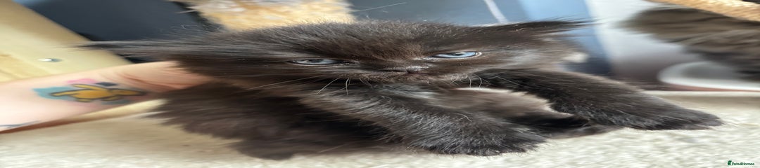 Perdoll Kitten 4