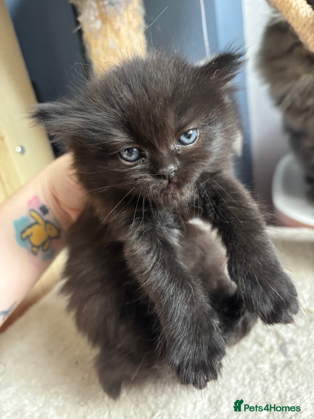 Perdoll cats for sale: Luxury Perdoll Kittens Available To Reserve  - Image 4