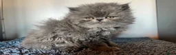 Persian cats for sale: Registered Persian Kittens – Blue & Red - Advert 11