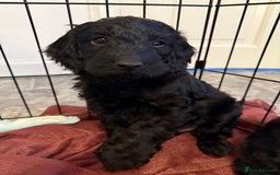 Cockapoo dogs for sale: Cockapoo puppies - Image 14