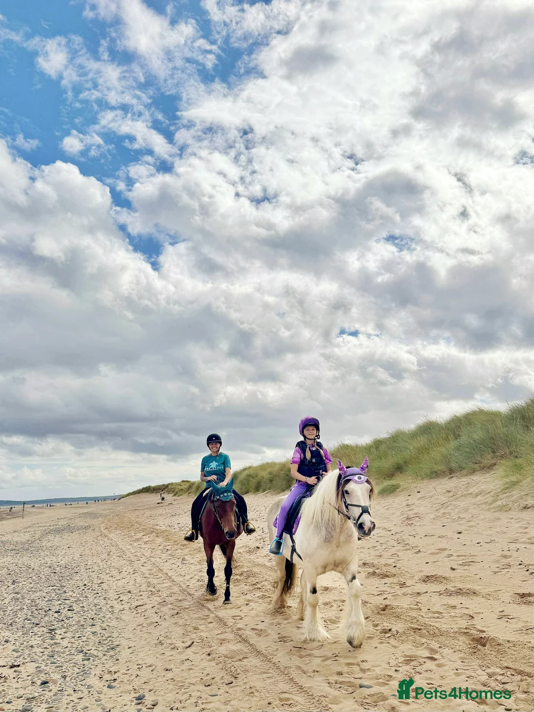 Irish Cob horses for sale: Dun and White confidence giving weightcarrier mare - Advert 2