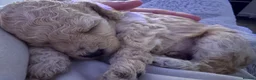 Miniature Poodle dogs for sale: Miniature poodle puppies  - Advert 8