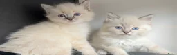 Ragdoll cats for sale: *reduced* READY TO GO - Pedigree Ragdoll Kittens  - Advert 7