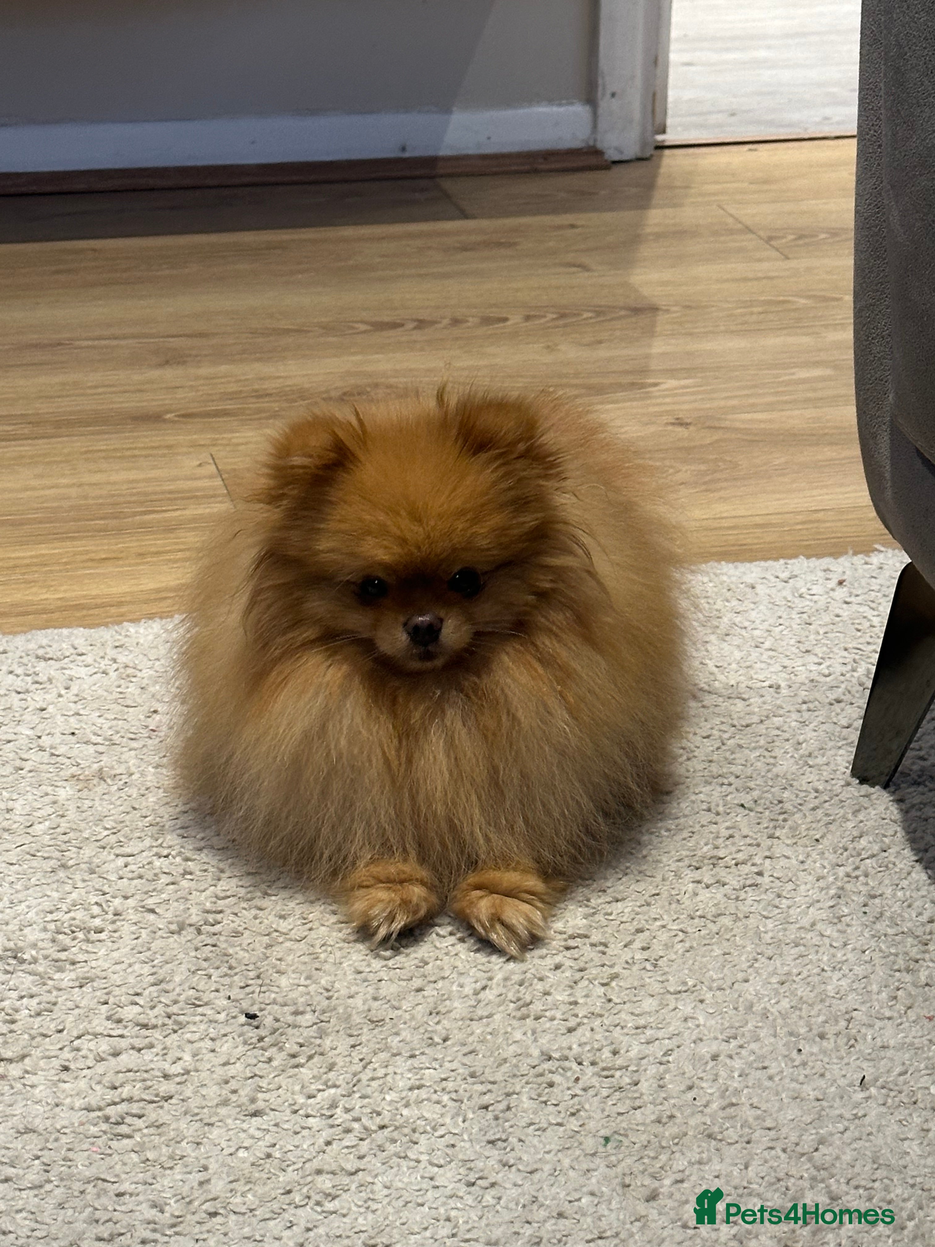 Pomeranian dogs Tiny European teddy bear face Pomeranian in London - Advert 6