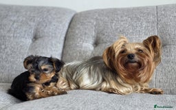 Yorkshire Terrier dogs for sale: Tiny puppies Yorkshire  - Image 4