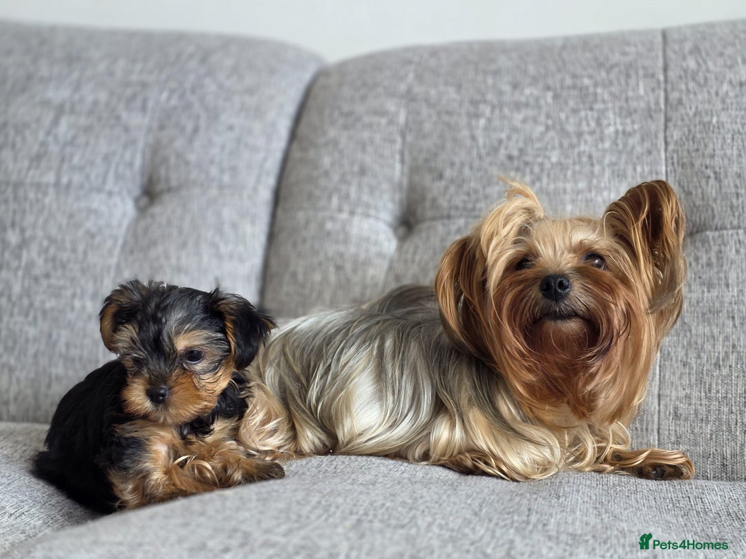 Yorkshire Terrier dogs for sale: Tiny puppies Yorkshire  - Image 4