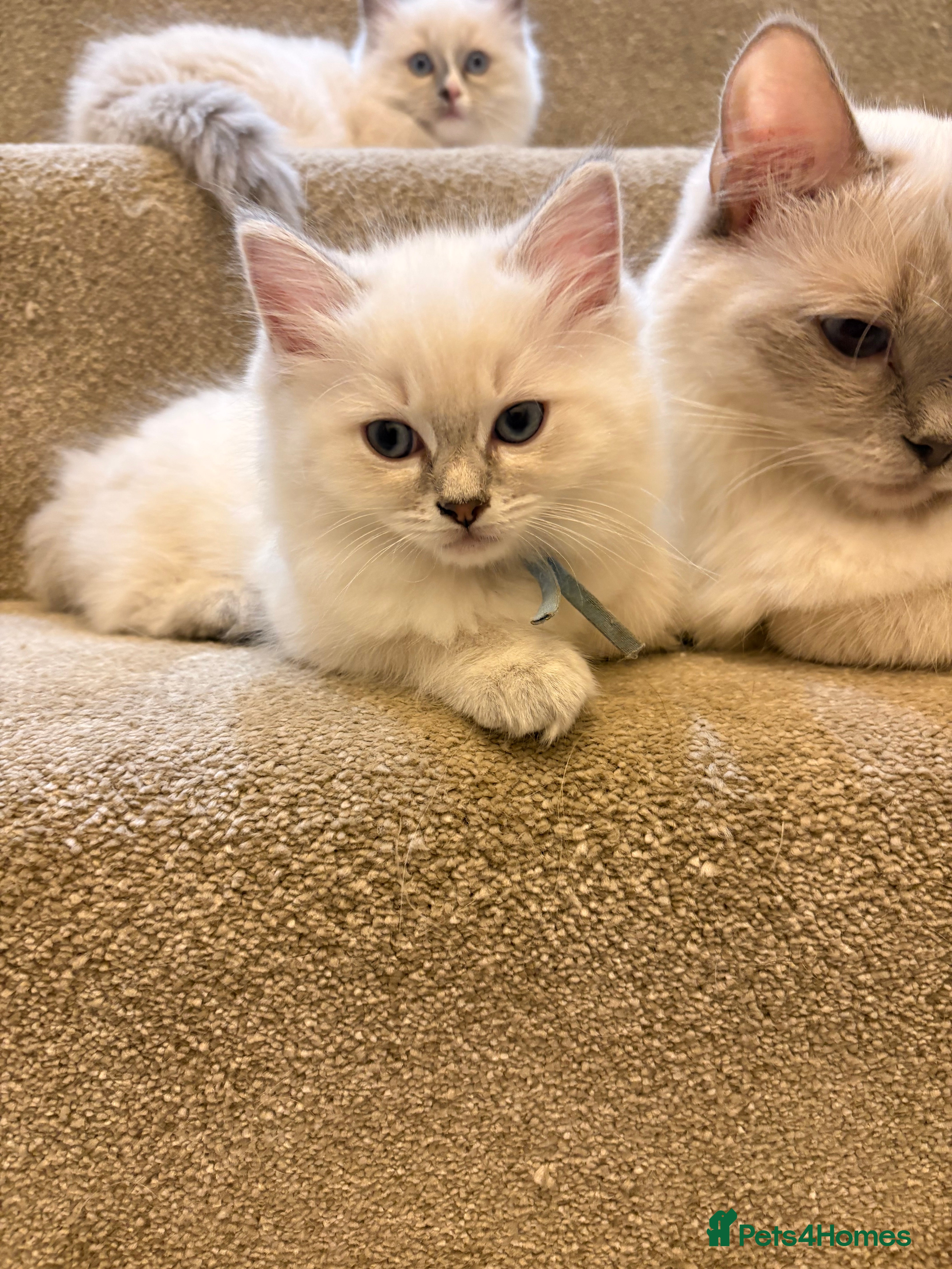 Ragdoll cats for sale: Stunning TICA registered Blue Point ragdoll! 🐾 - Advert 2
