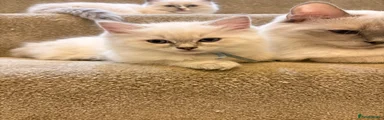 Siam