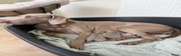 Weimaraner dogs for sale: Weimaraner Puppies, 1 girl & 2 boys  in Felixstowe - Advert 3