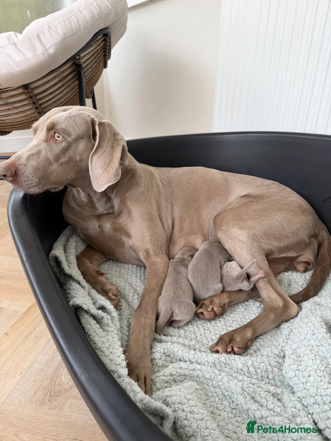 Weimaraner dogs for sale: Weimaraner Puppies, 1 girl & 2 boys  in Felixstowe - Advert 3