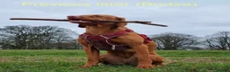 Hungarian Vizsla dogs for sale: Hungarian Vizslas from Licenced Breeder - Advert 15