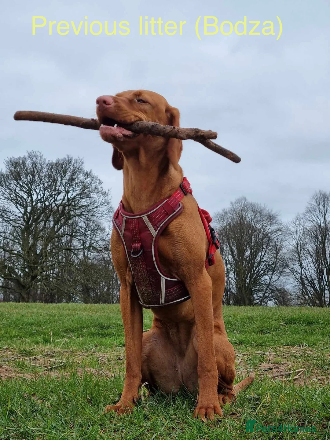 Hungarian Vizsla dogs for sale: Hungarian Vizslas from Licenced Breeder - Advert 15
