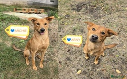 Mixed Breed dogs for adoption: 💙🐶 ARCHIE AND ARNY🐶💙 - Image 1