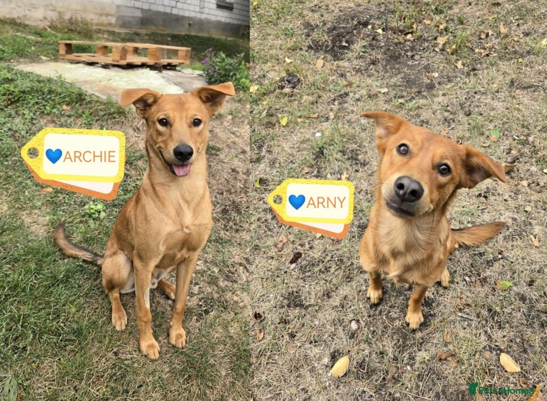 Mixed Breed dogs for adoption: 💙🐶 ARCHIE AND ARNY🐶💙 - Image 1