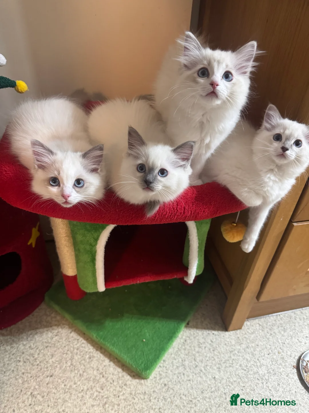 Ragdoll cats for sale: Now ready to leave – Blue Point– TICA Registered - Advert 8