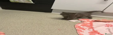 British Longhair 1