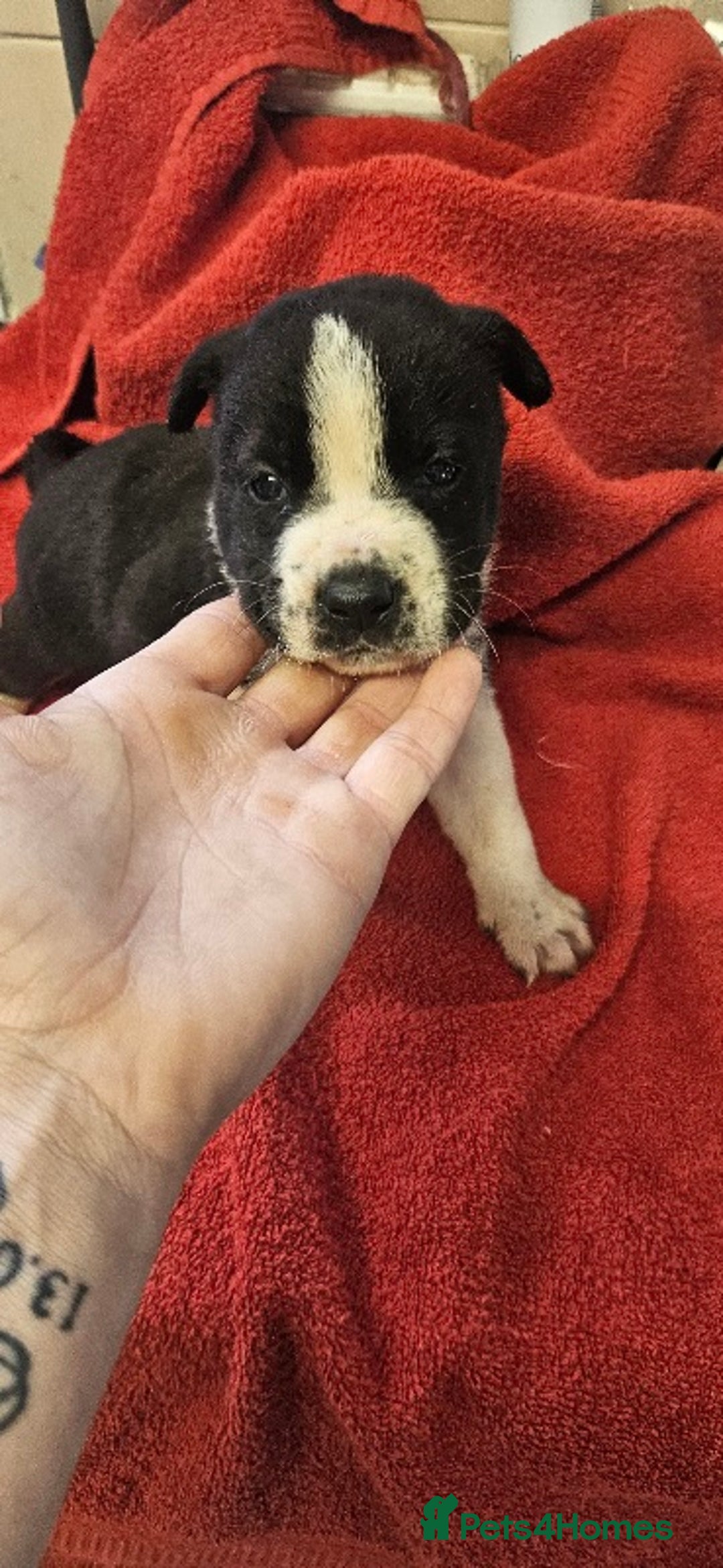 Mixed Breed dogs for sale: Huge American akita x cane corso pups - Advert 7