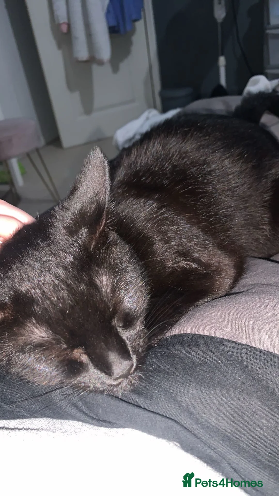 Mixed Breed cats for sale: Female cat in Maryport - Advert 3