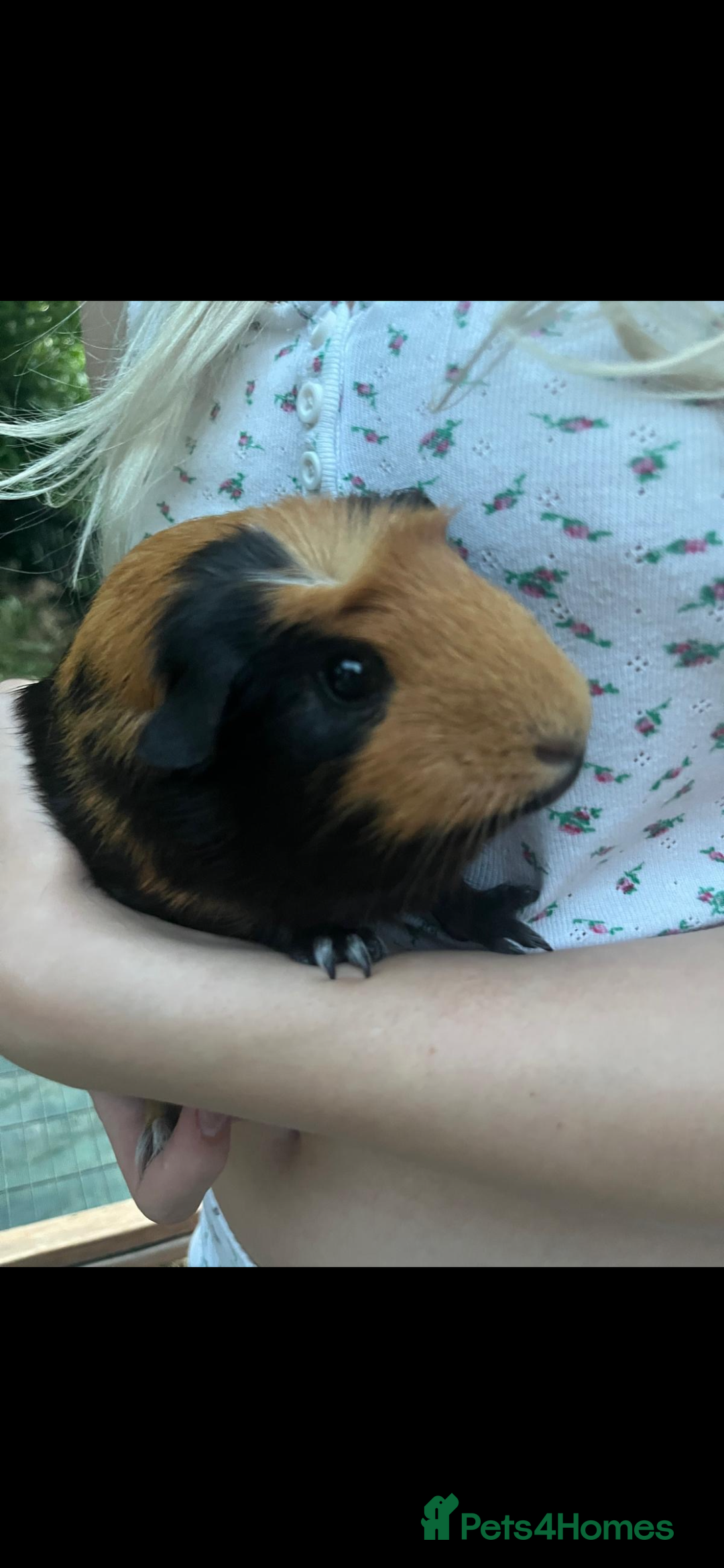 Guinea Pig rodents for sale: 6 week old male English crested guinea pigs  - Image 7