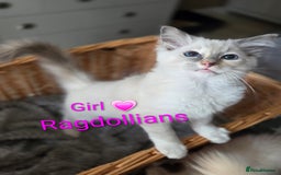 Ragdoll cats for sale: GCCF RAGDOLLS INTERVIWING NOW!! - Image 9