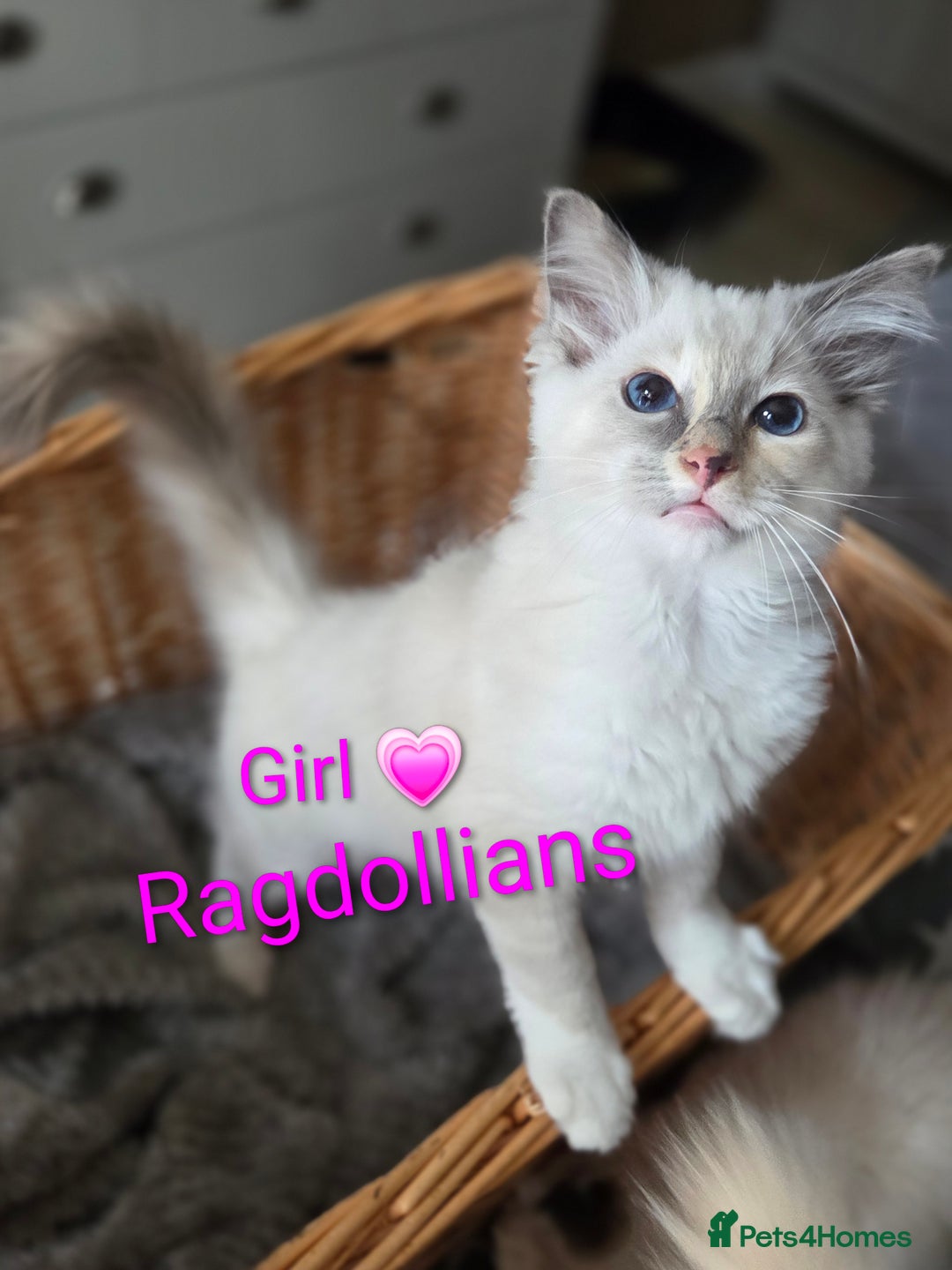 Ragdoll cats for sale: GCCF RAGDOLLS INTERVIWING NOW!! - Image 9