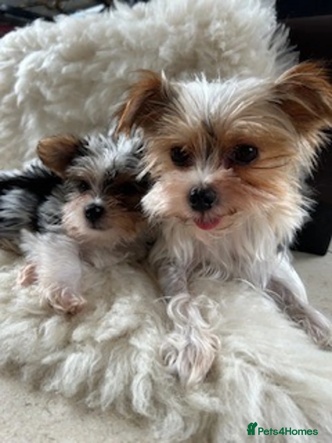 Biewer Terrier dogs for sale: Biewer terrier puppy  - Advert 2
