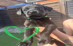 Mixed Breed dogs for sale: Last little girl! Reduced! - Image 5