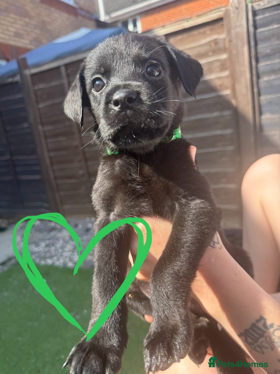 Mixed Breed dogs for sale: Last little girl! Reduced! - Image 5