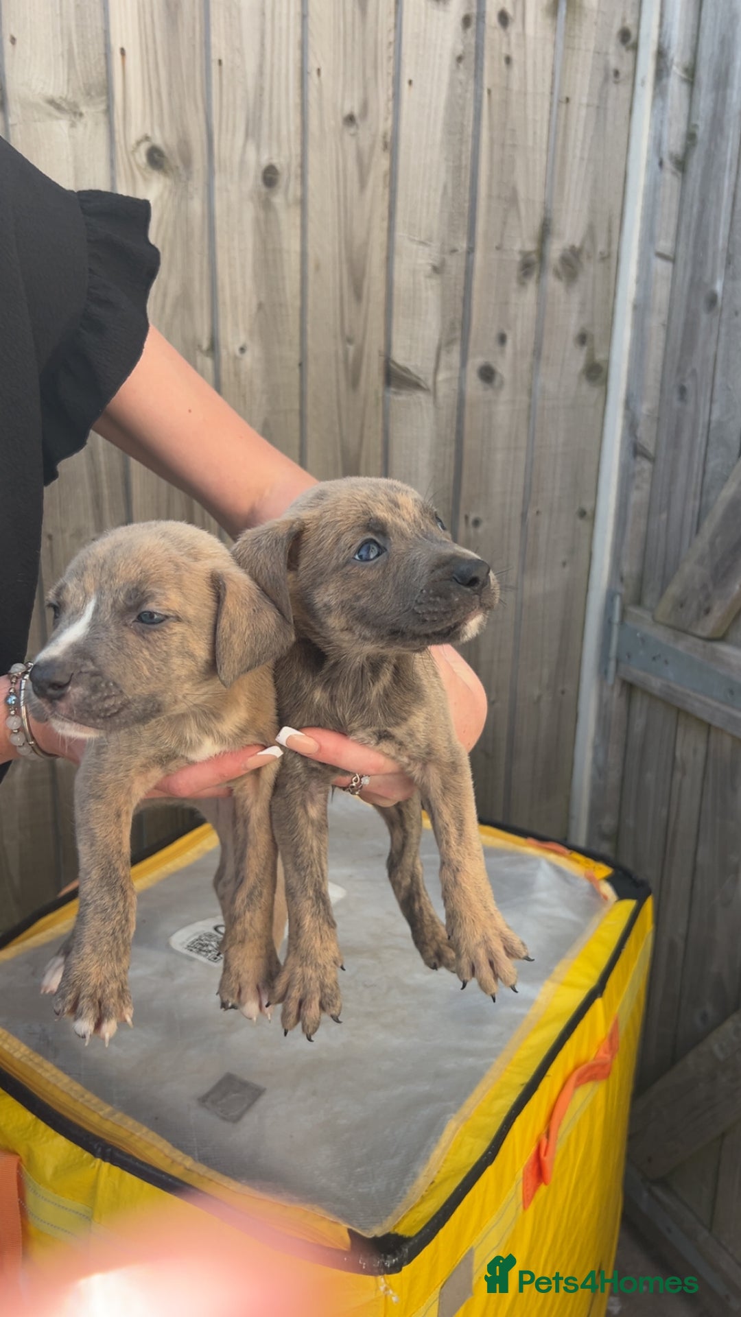 Mixed Breed dogs for sale: Outstanding terrier cross (bull Wheaton greyhound) - Image 4