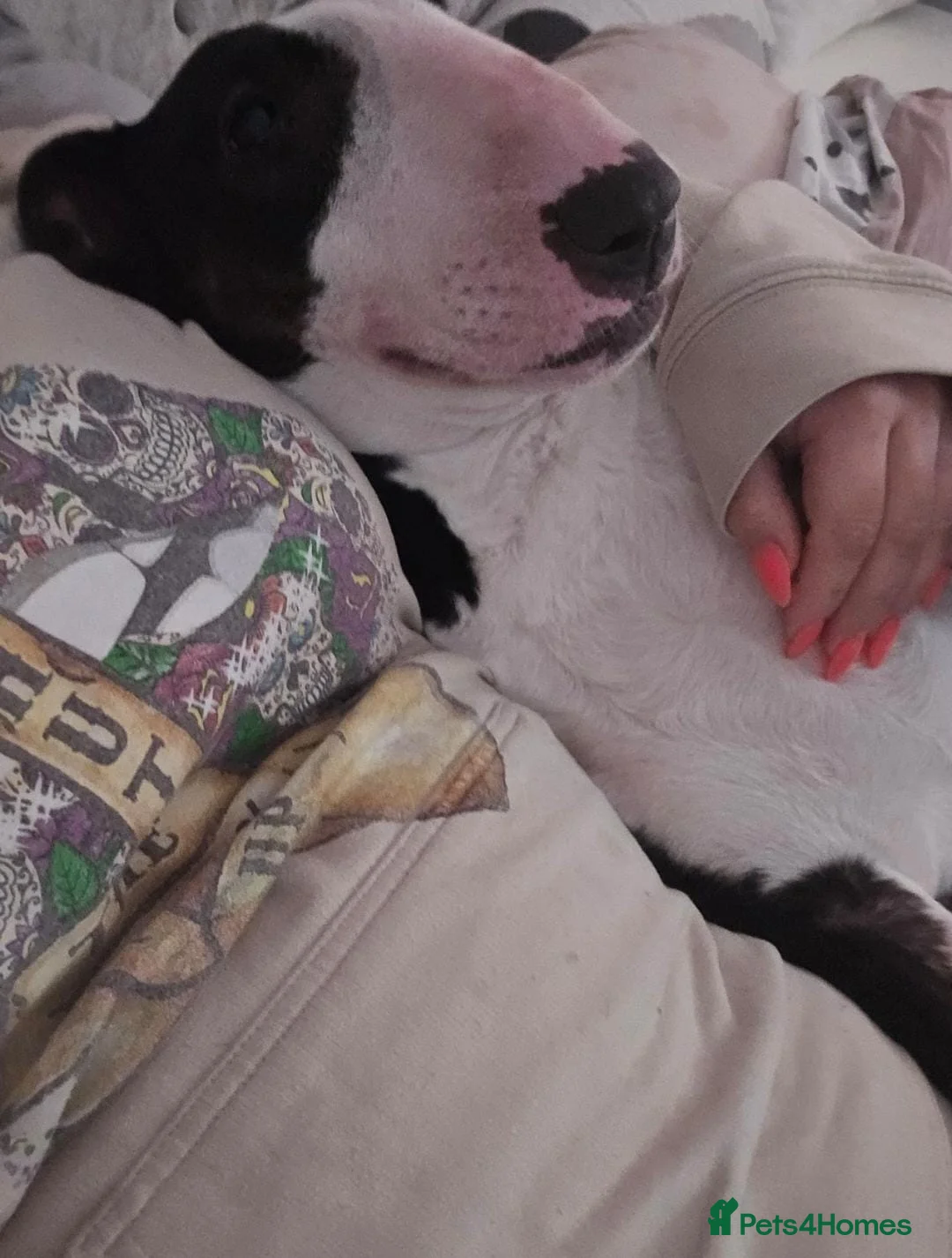 English Bull Terrier dogs for sale: Top Quality KC registered health checked - Advert 15