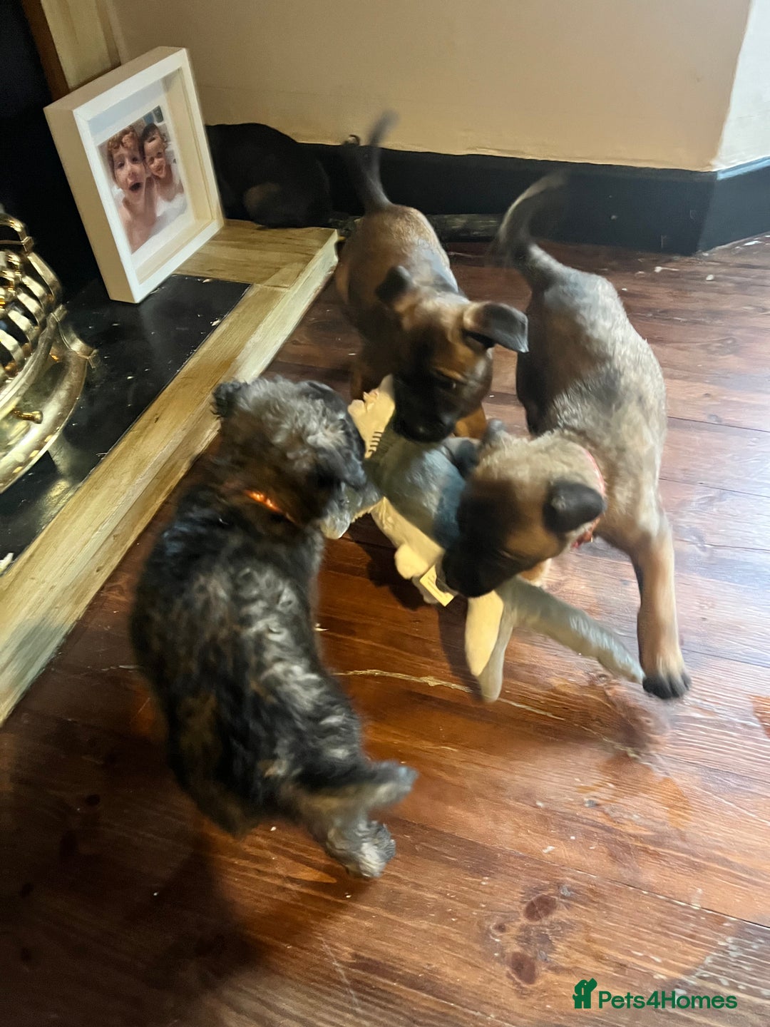 Mixed Breed dogs for sale: Belgium Shepherd mix breed - Advert 27