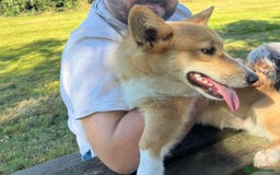 Welsh Corgi Pembroke dogs for sale: Welsh Pembroke Corgi Boy LovingFriendly & Neutered - Advert 2