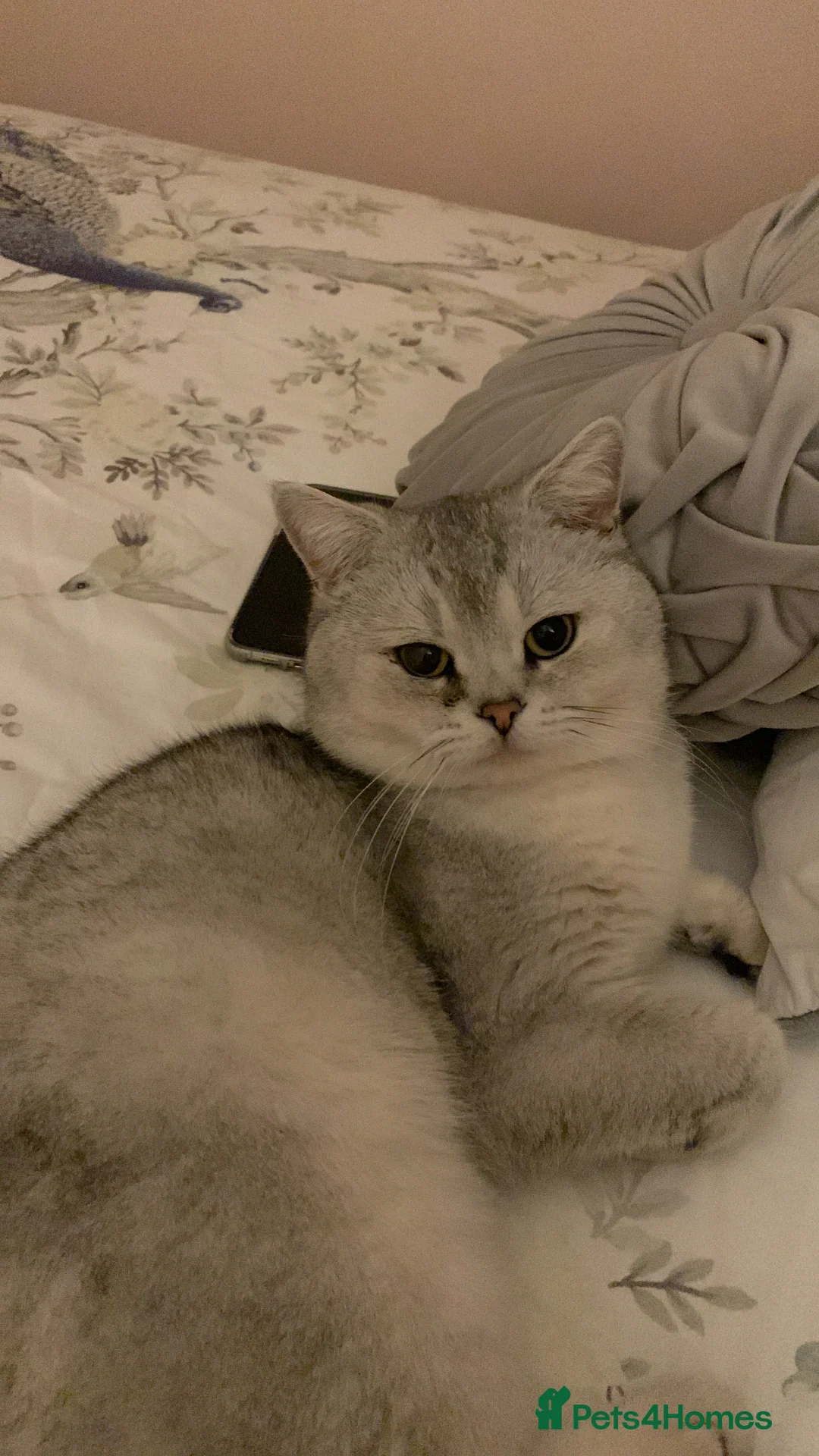 Scottish Fold cats for stud: Scottish straight cat for stud duties in Southampton - Advert 5
