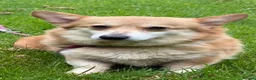 Welsh Corgi Pembroke dogs for sale: Stunning KC registered Corgi Pups - Advert 8