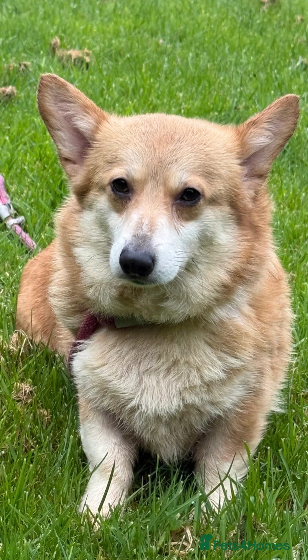 Welsh Corgi Pembroke dogs for sale: Stunning KC registered Corgi Pups - Advert 8