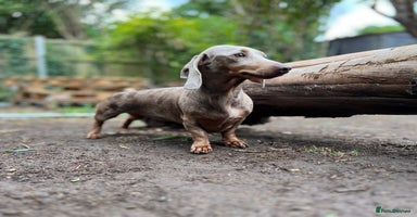 Dachshund dogs - Advert 14
